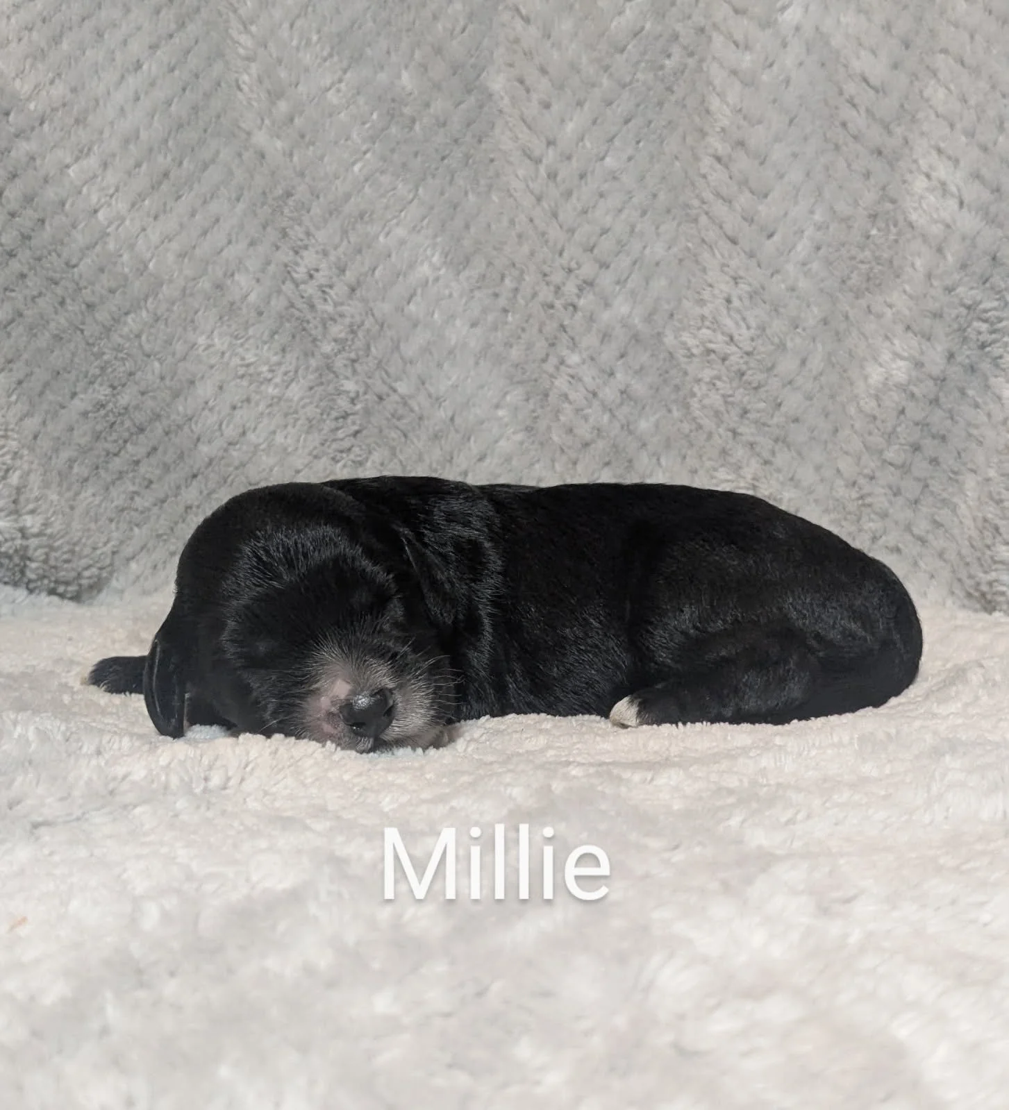 Black Bernese Water Dog puppy sleeping on a white fuzzy blanket with the name 'Millie' written below.