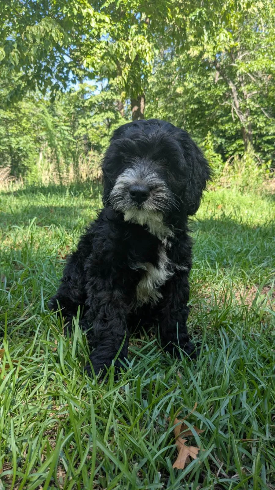 A black and white Bernese Water dog puppy sitting on green grass with trees in the background on a sunny day.