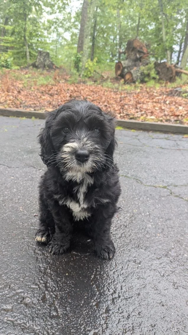 A black and gray Bernese Water dog puppy with white markings sits on a wet asphalt surface outdoors, with a wooded area and chopped logs in the background.