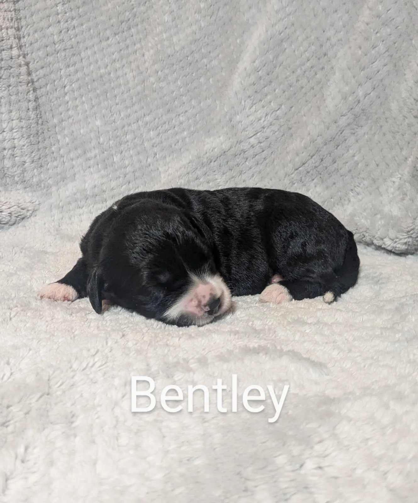 Newborn black and white Bernese Water Dog puppy sleeping on a soft grey blanket with the text "Bentley" below.