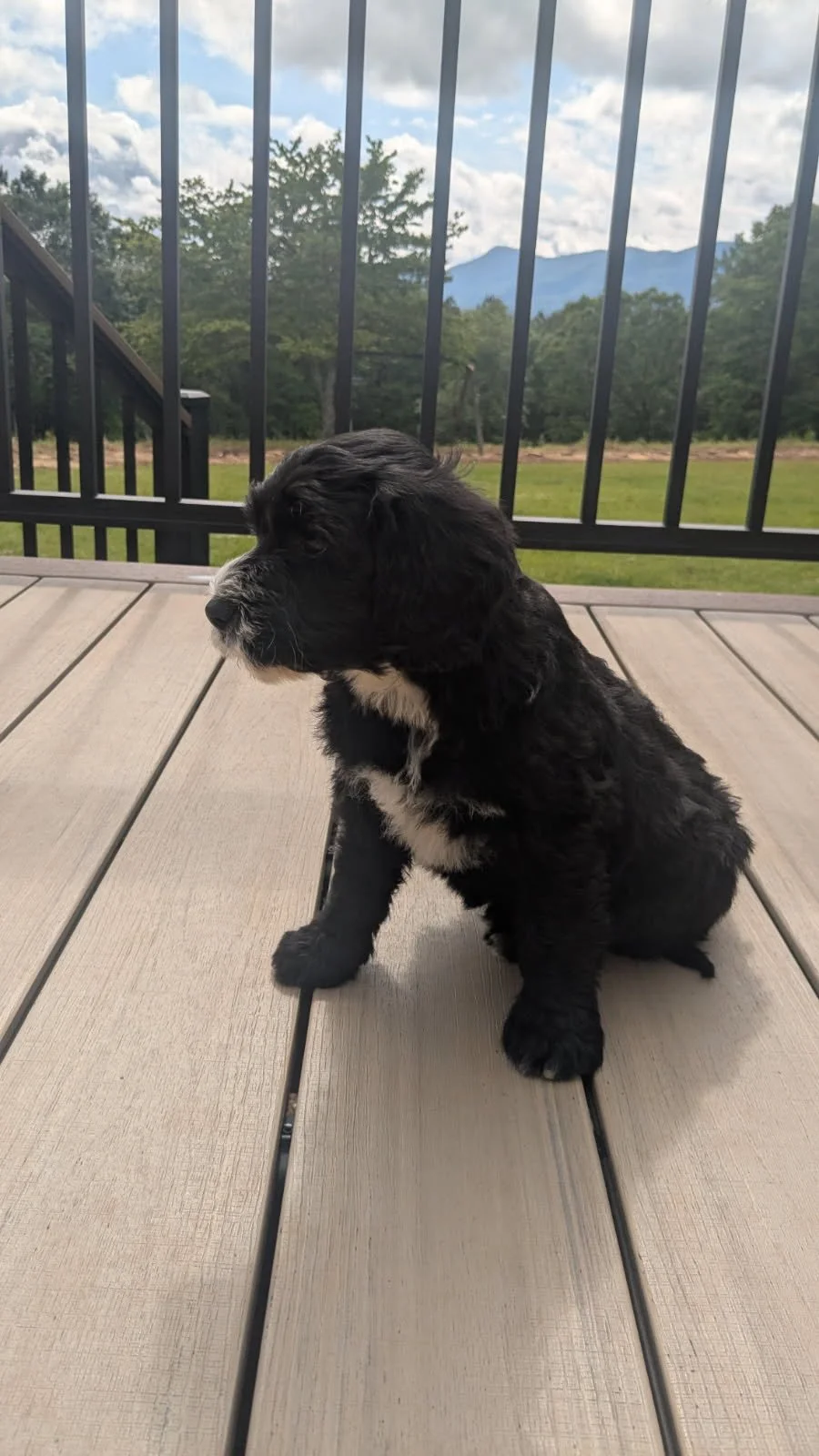 A black and white Bernese Water dog puppy sitting on a wooden deck with a mountain landscape and cloudy sky in the background.