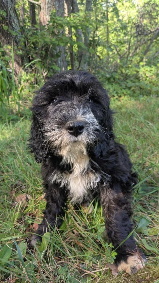 A black and white Bernese Water dog puppy with curly fur sitting outdoors in a grassy area surrounded by trees and greenery.