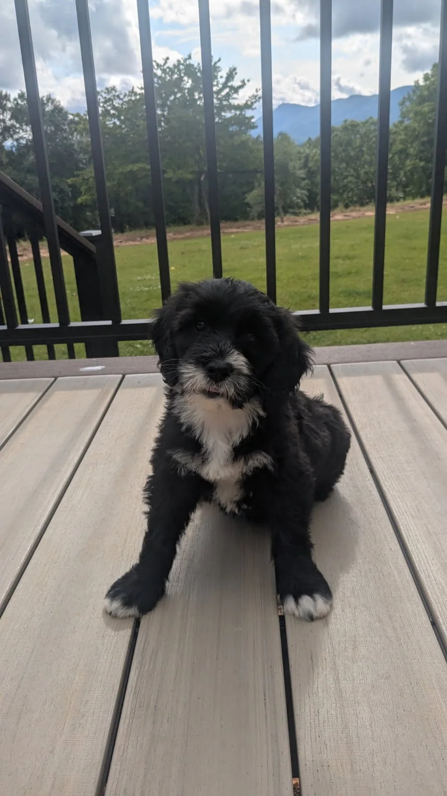 Adorable black and white Bernese Water dog puppy sitting on a wooden deck with a view of green grass, trees, and mountains in the background.