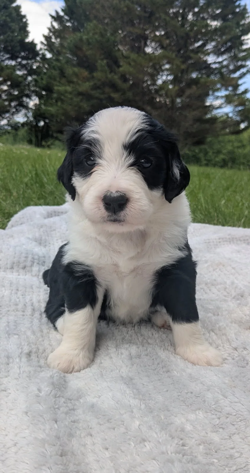 Black and white Bernese Water Dog puppy sitting on a blanket outdoors, with green grass and trees in the background.