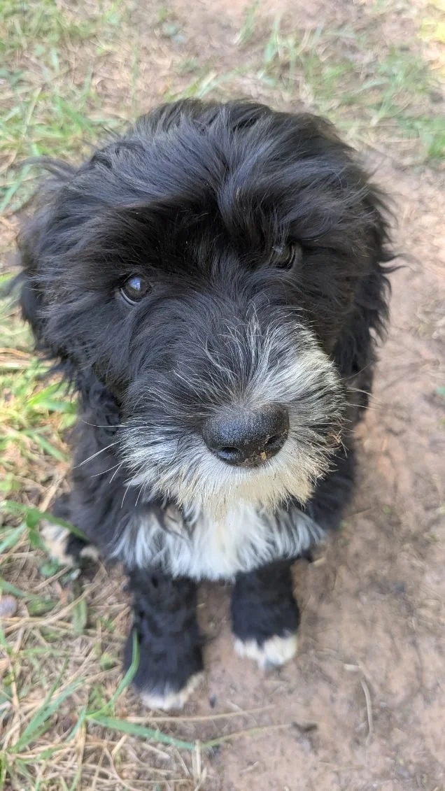 Close-up photo of a black and white Bernese Water dog puppy with a curly coat, sitting on dirt and grass outdoors, looking at the camera.