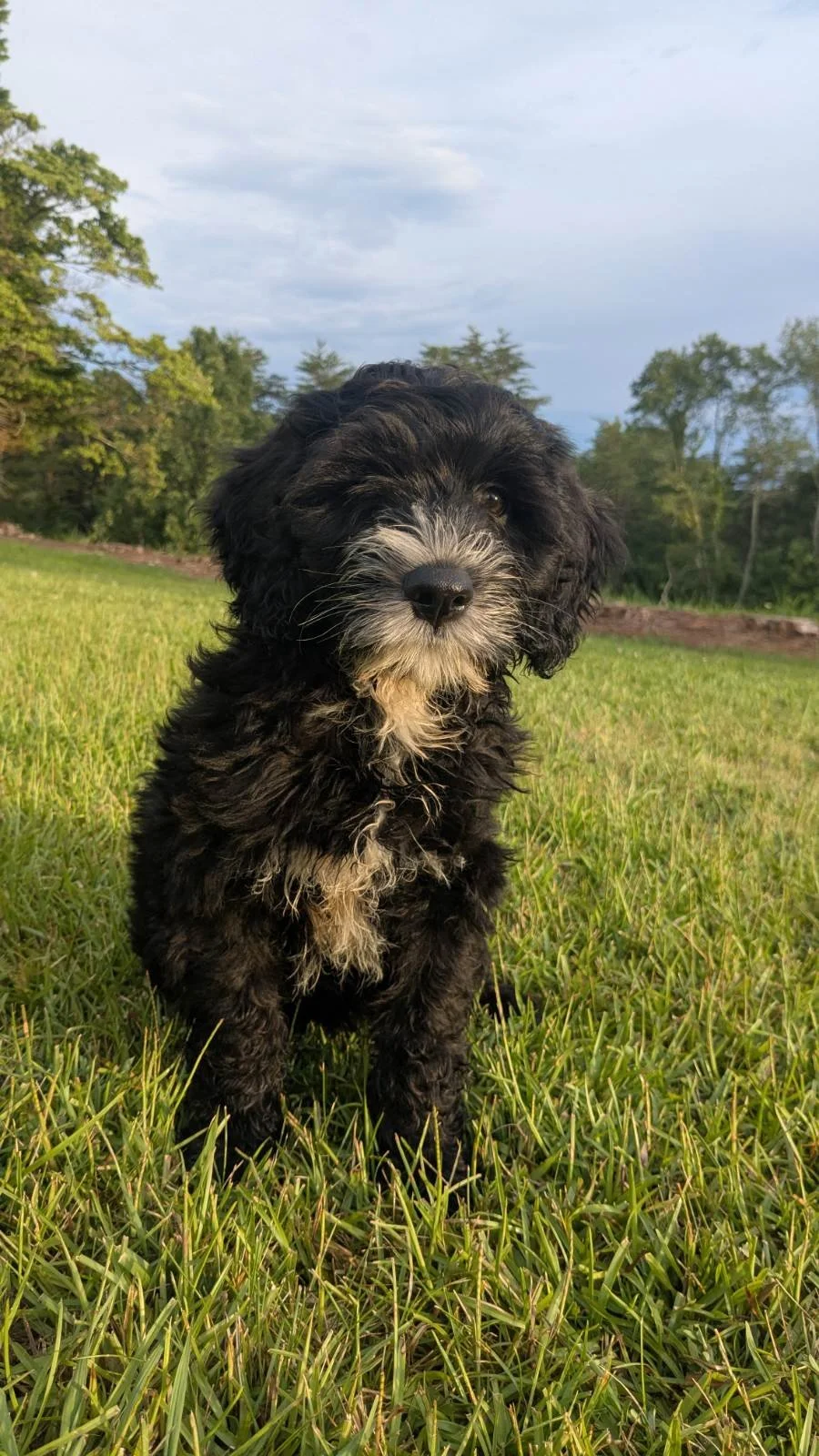 A cute black and white Bernese Water dog puppy sitting on green grass outdoors with trees and a cloudy sky in the background.