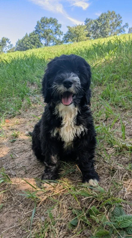 Cute black and white Bernese Water dog puppy sitting outdoors on grass with trees and blue sky in the background.