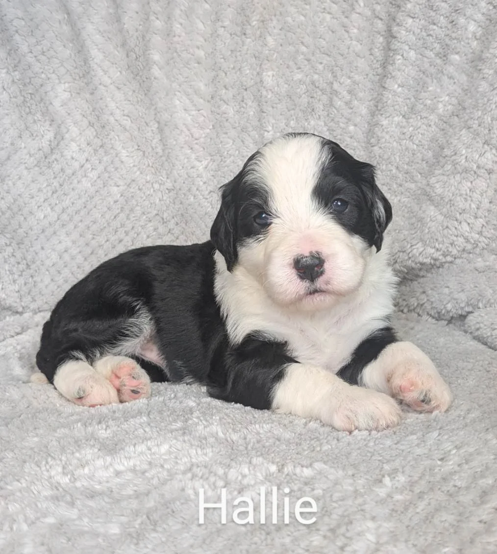 Black and white Bernese Water Dog puppy lying on a gray textured blanket.