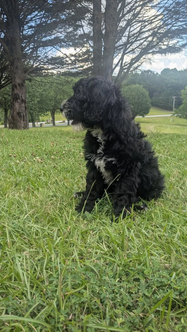 A black Bernese Water dog puppy with white markings sitting on green grass in a park with trees and a cloudy sky in the background.