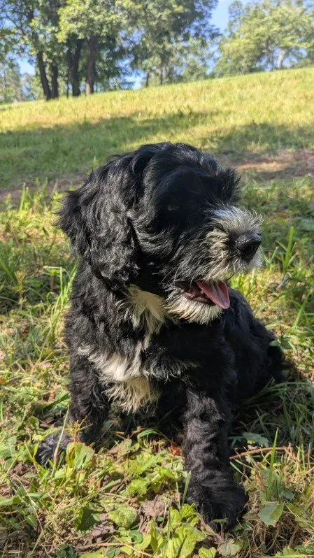 A black and white fluffy Bernese Water dog puppy sitting on grass outdoors with trees in the background, panting with tongue out.