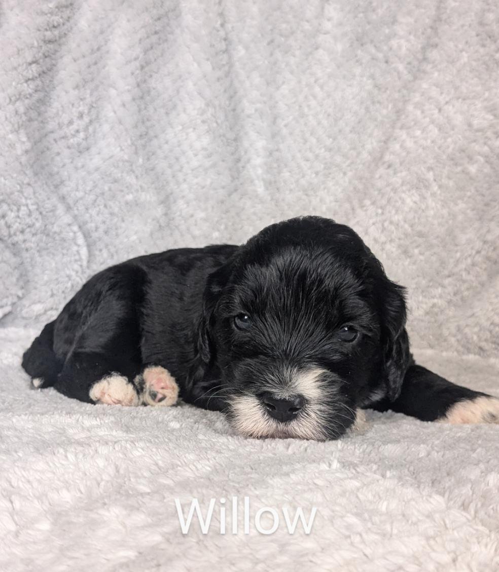 A small black Bernese Water Dog puppy with white markings lying on a soft white blanket. The name 'Willow' is written below.