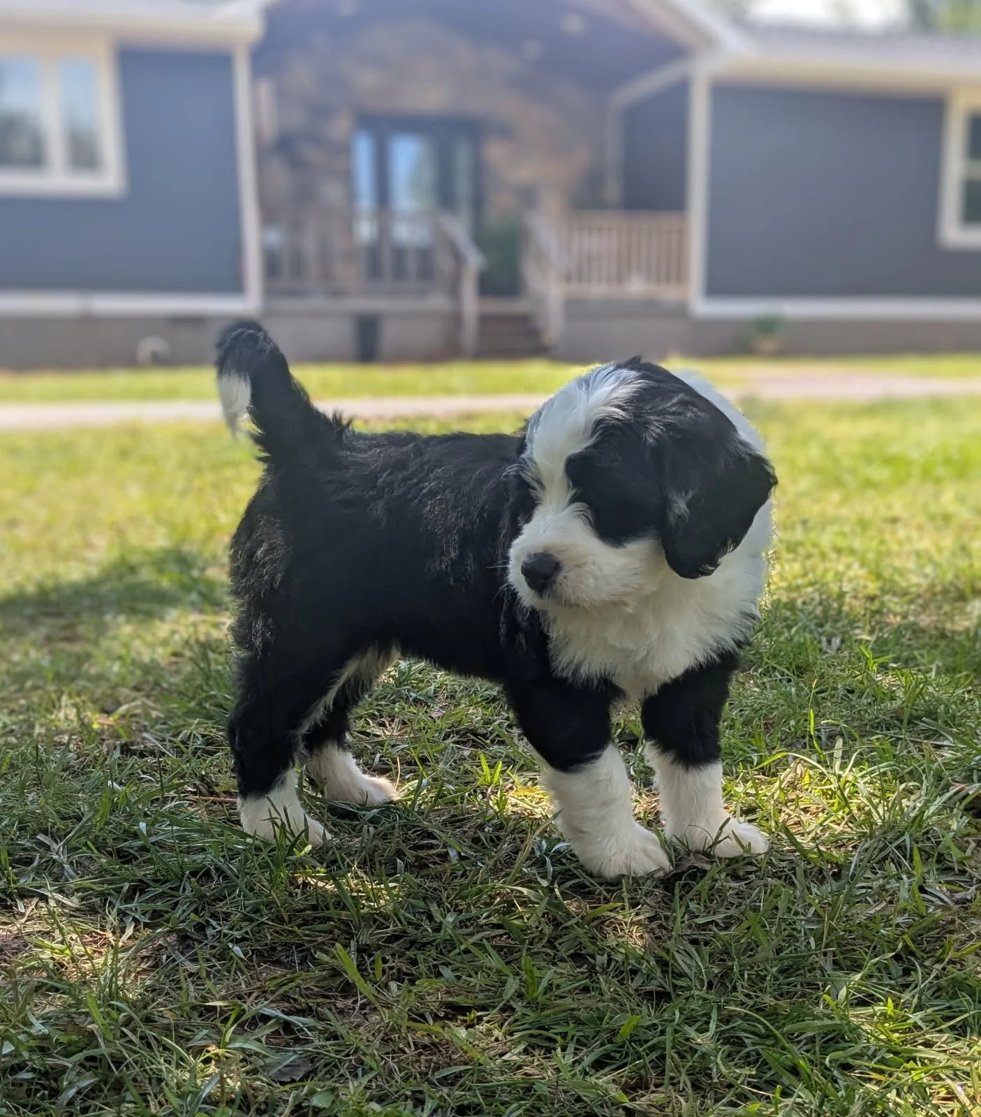 A cute black and white Bernese Water dog puppy standing on grass outside with a house in the background.