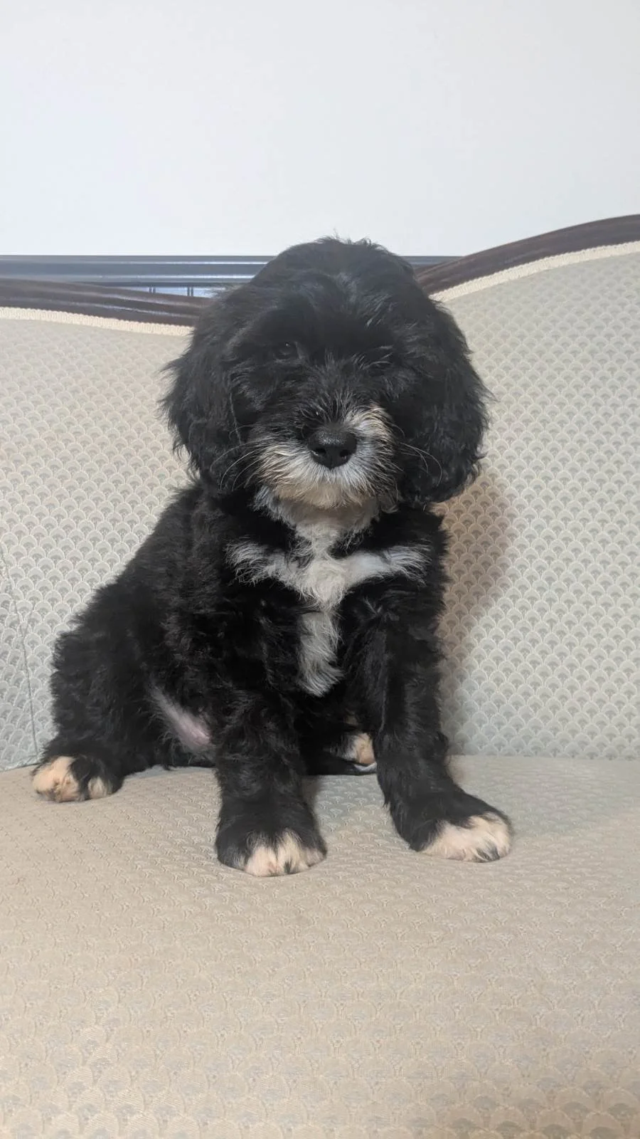 Adorable black and white Bernese Water dog puppy sitting on a beige textured sofa with a plain white wall in the background.