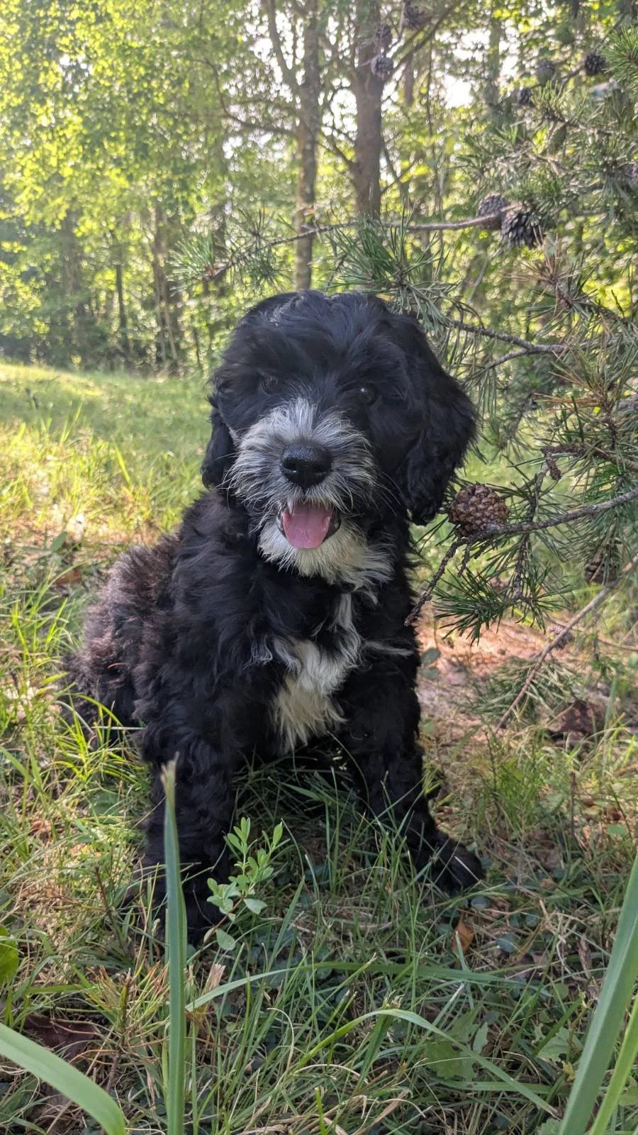 A cute black and white Bernese Water dog puppy with curly fur sitting outdoors among trees and grass, smiling with its tongue out.