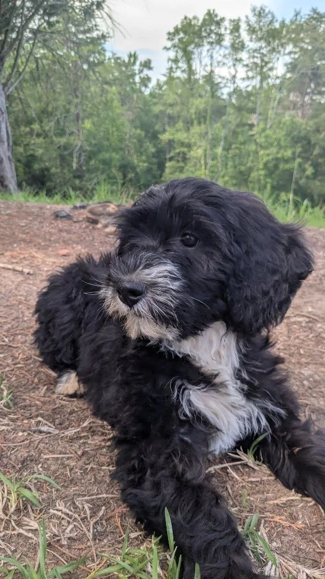 A black and white Bernese Water dog puppy lying on dirt ground outdoors with a background of green trees.