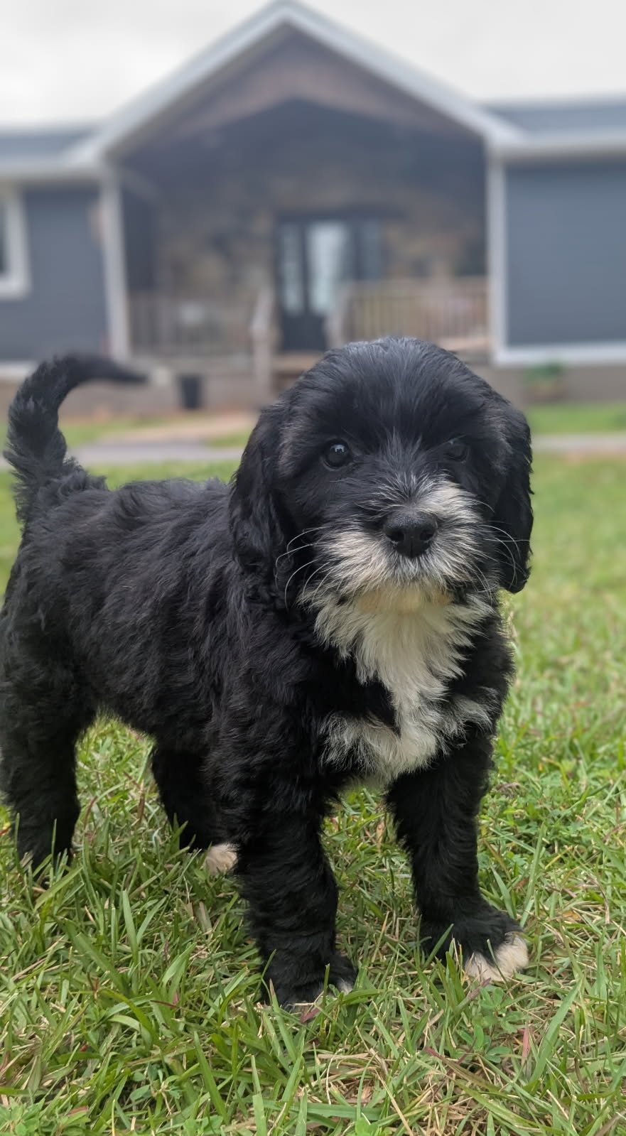 A cute black and white Bernese Water dog puppy standing on grass in front of a grey house with a porch.