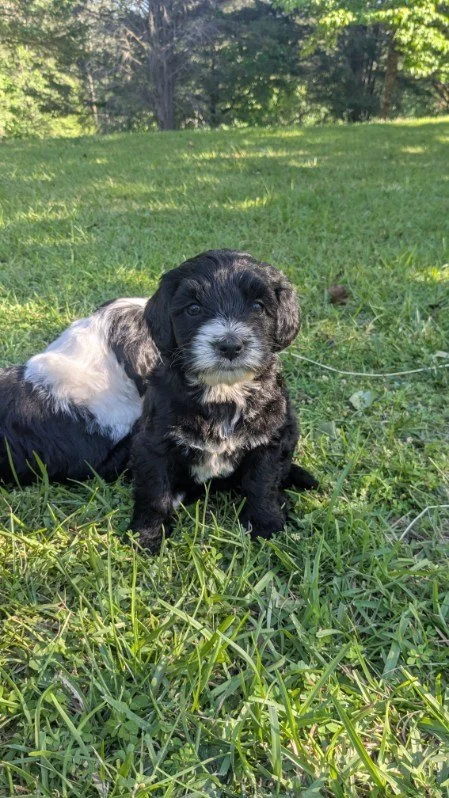 A small black Bernese Water dog puppy with white markings on its chest and face sitting on green grass outdoors, with a blurred black and white puppy in the background.