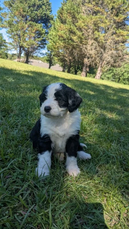 A black and white Bernese Water dog puppy sitting on green grass in a park with trees and blue sky in the background.
