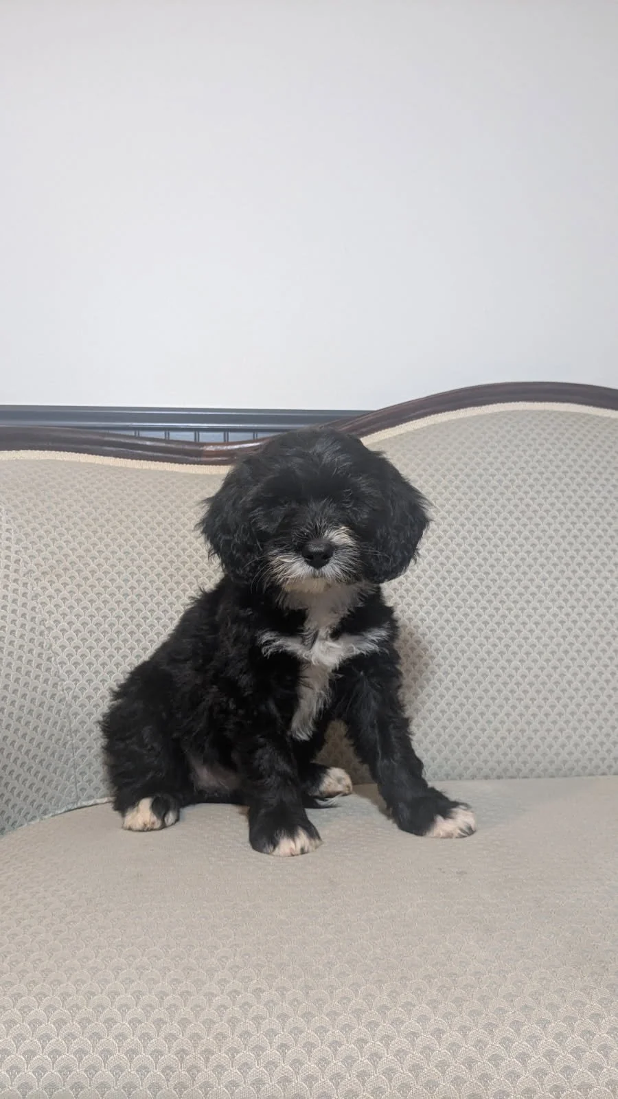A small black and white Bernese Water dog puppy sitting on a beige textured sofa with a plain white wall in the background.