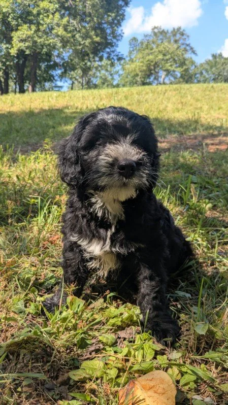 A black and white Bernese Water dog puppy sitting outdoors on grass with trees and blue sky in the background.