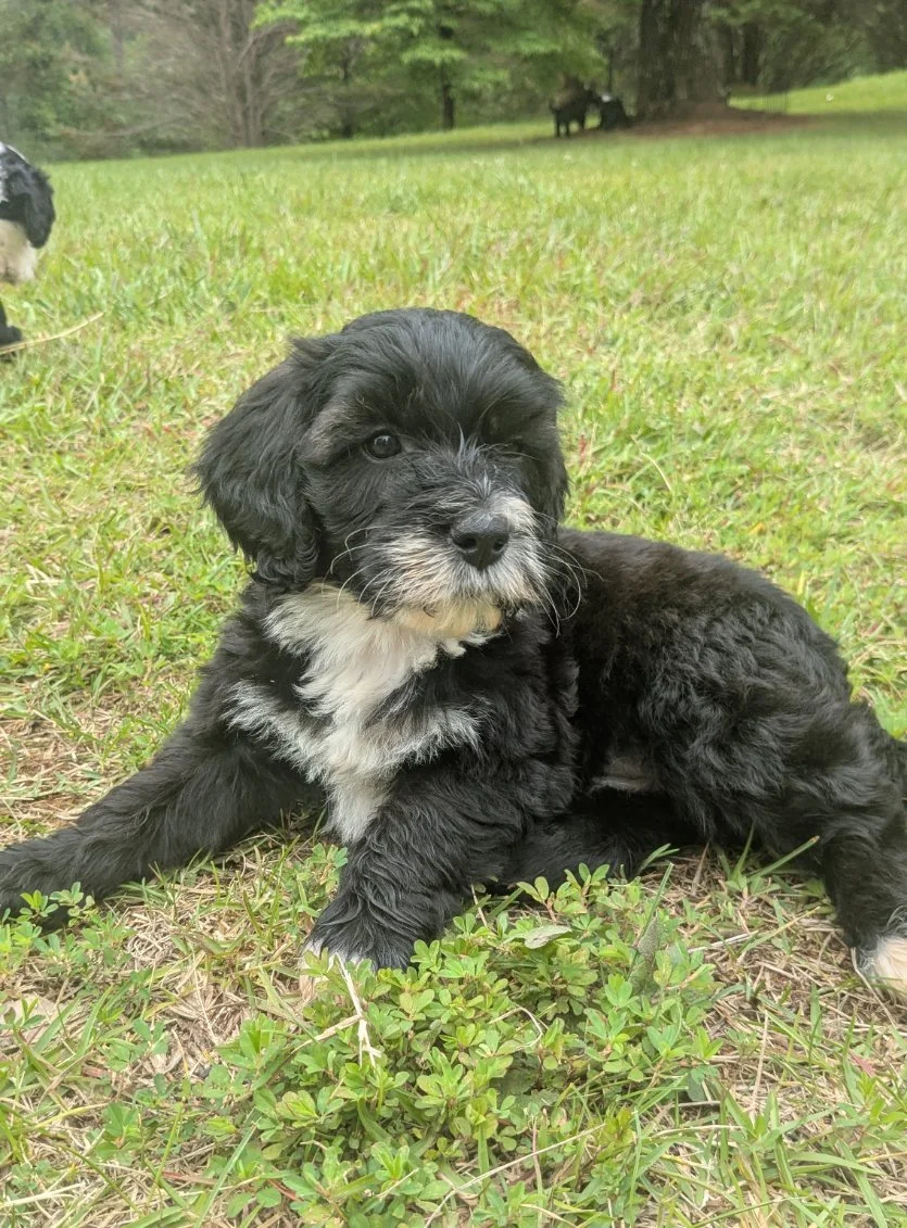 A black and white Bernese Water dog puppy lying down on grass in a park, with trees and a black dog in the background.