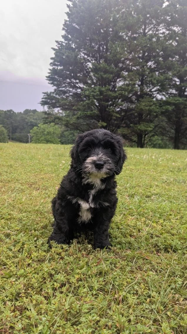 Cute black and white Bernese Water dog puppy sitting on grass with a large tree in the background.