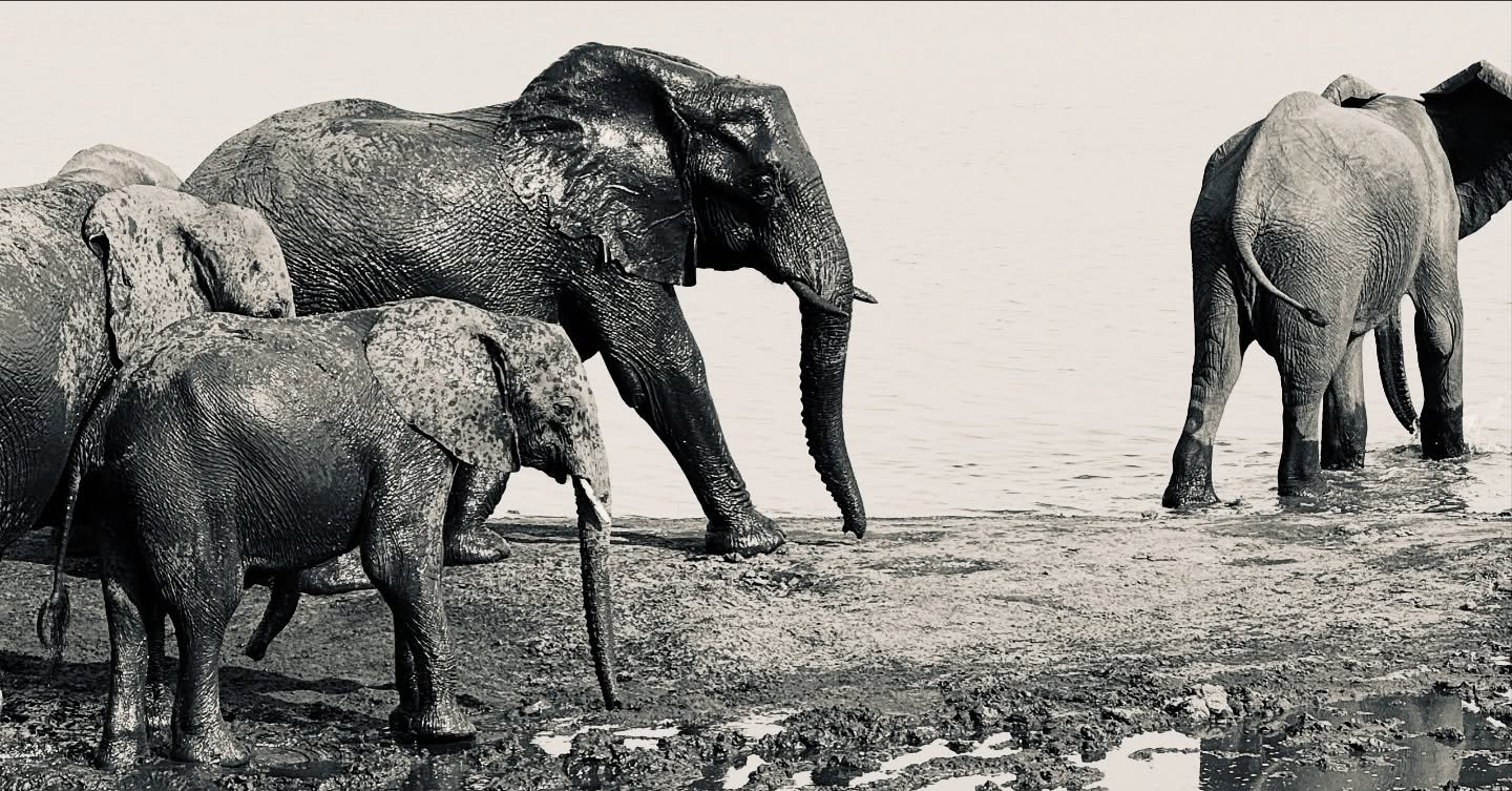 This was  November 2023 in Chobe National Park. The drought was bad again that year and the annual rains hadn't arrived and intended us being another very dry year. But this year the rains have been phenomenal and Botswana is lush and green and the w