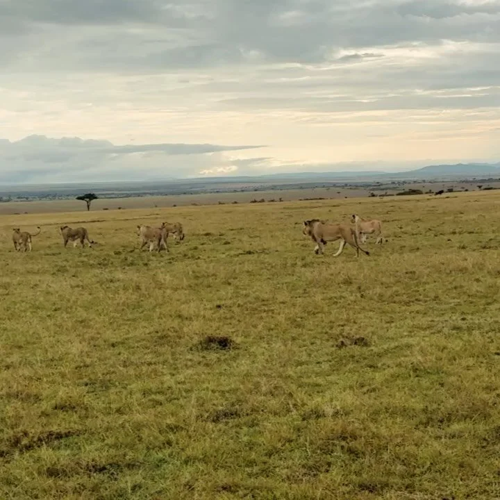 We bumped into this pride 2 mins from camp, they were on the move, and hungry. They owned the plains for 30 mins before finding a sleeping spot and disappearing.