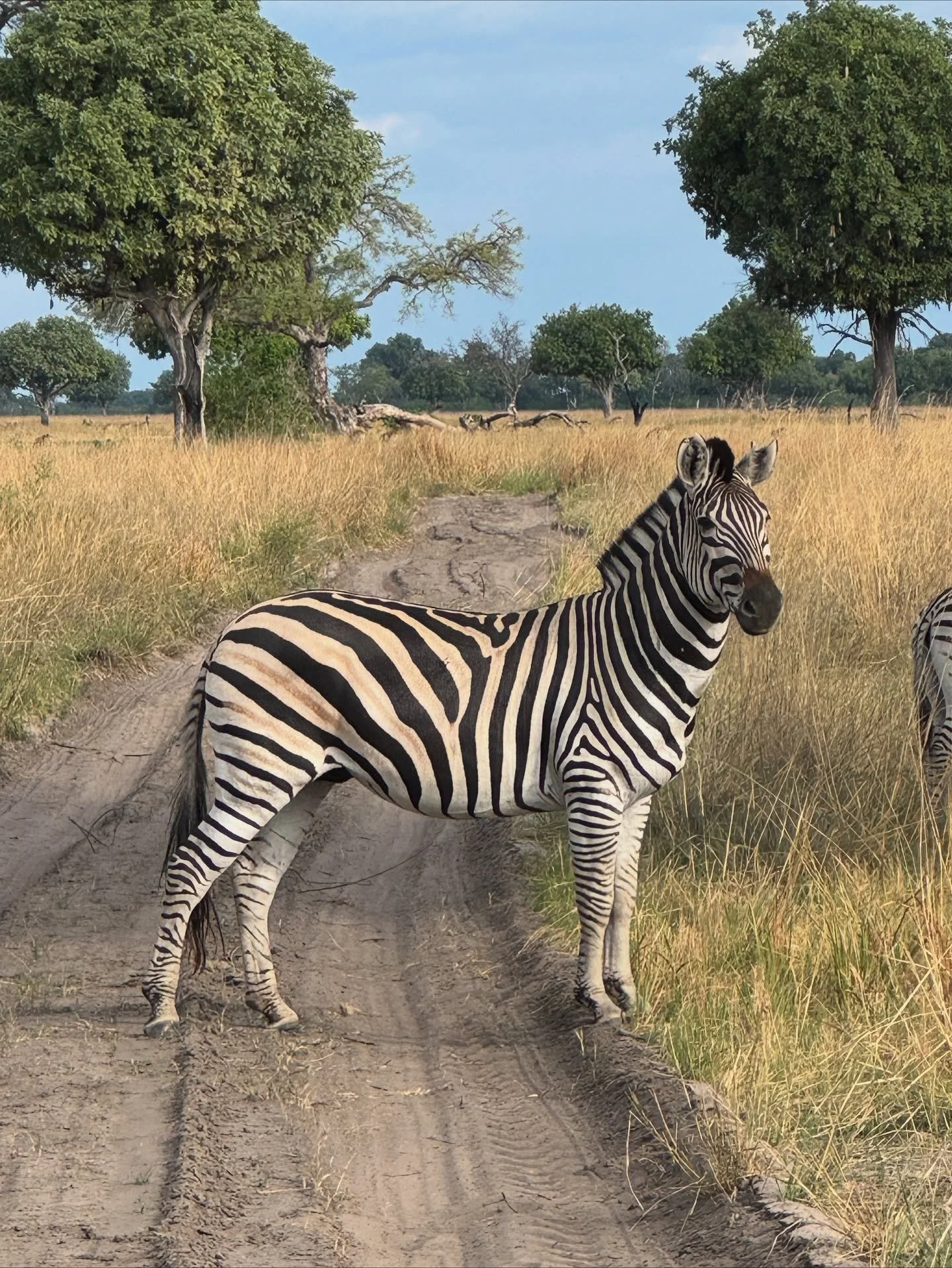 First stop on our two week familiarisation tour in Botswana, is the stunning Monachira Camp in Moremi. Overlooking the Monachira channel and flood plains. Opened in May 2025 and they have created a piece of paradise. #yoursafariyourway #okavangodelta