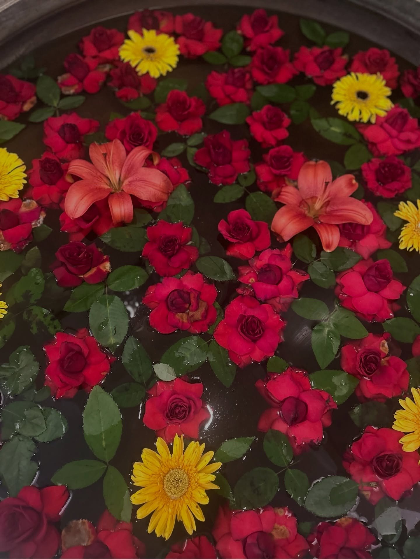 "The lens through which you view the world determines what you see.&rdquo;

Beautiful flowers of Mumbai #yoursafariyourway