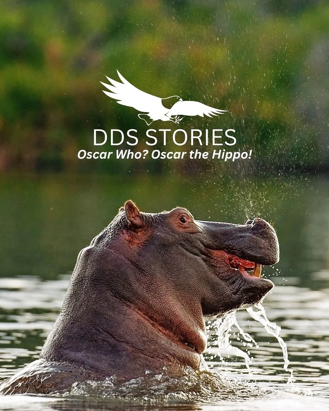 If you have been on a Getaway safari in Botswana, you may have met Oscar at  Camp Xakanaxa in the Okavango Delta.  IT tells the campfire story about Oscar the hippo who has been in the area since 2014 as a calf.  A great story and @desertdelta has ma