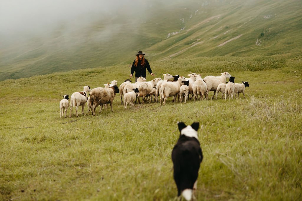 Shepherd herding sheep with a dog in a grassy field with hills.