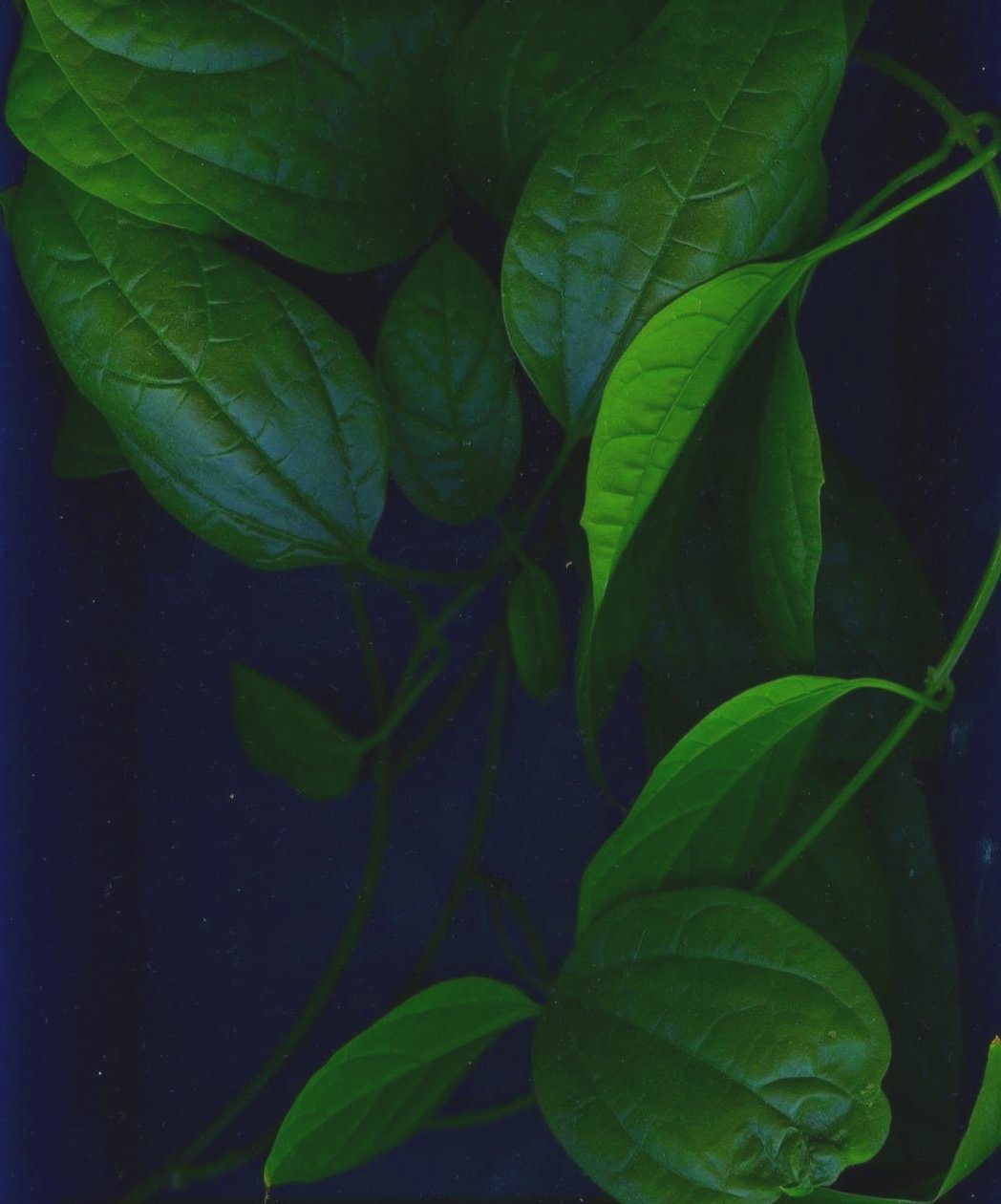 Close-up of vibrant green leaves, suggesting renewal, grounding, and natural rhythm.