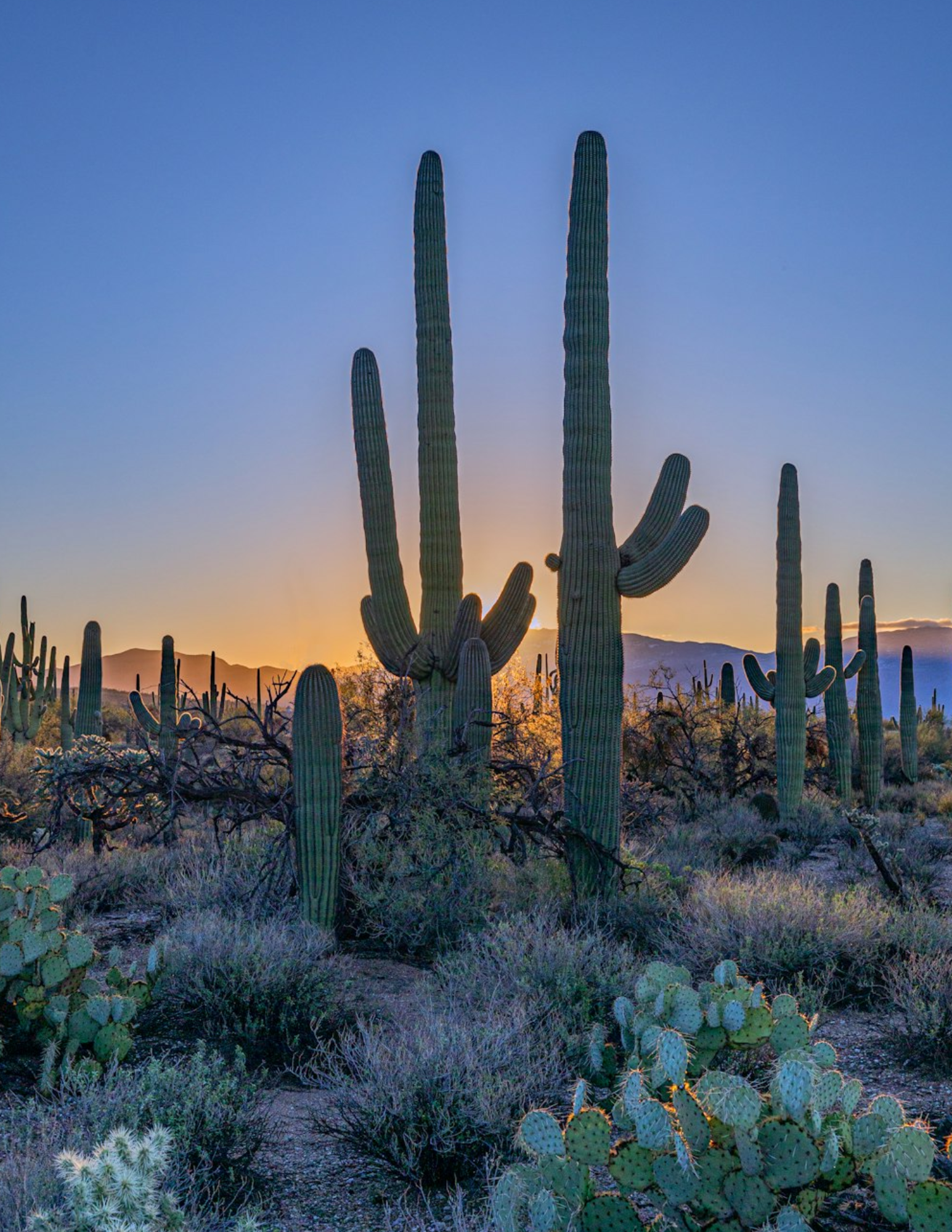 Low-Maintenance Exterior for Arizona Living