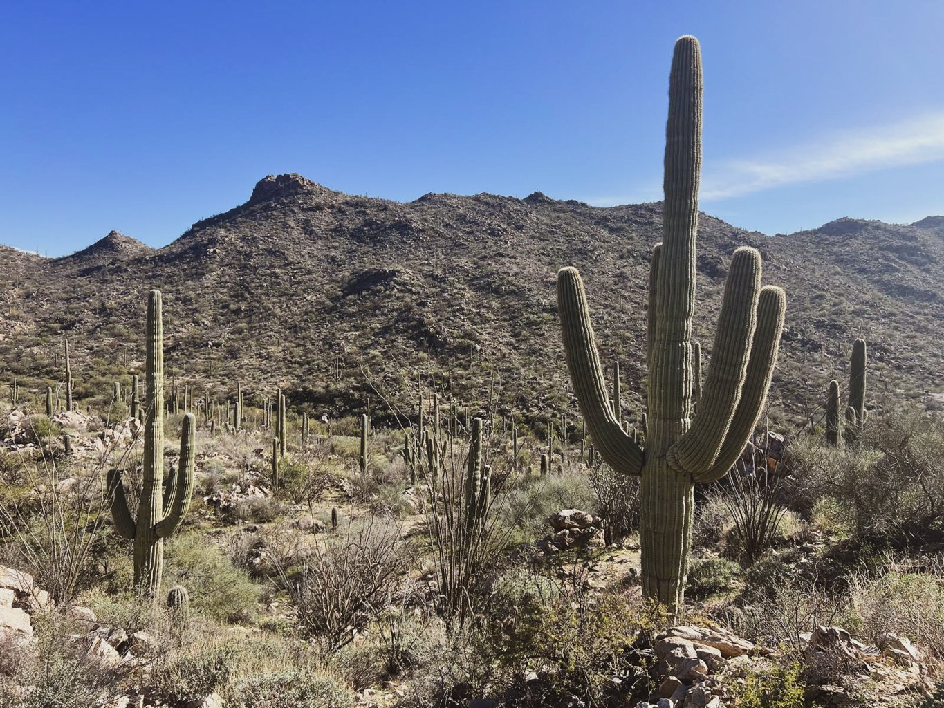 Desert mountain landscape with numerous tall saguaro cacti scattered across the terrain. A rocky hill or small mountain is visible in the background under a clear blue sky on Dove Mountain in Marana Arizona.