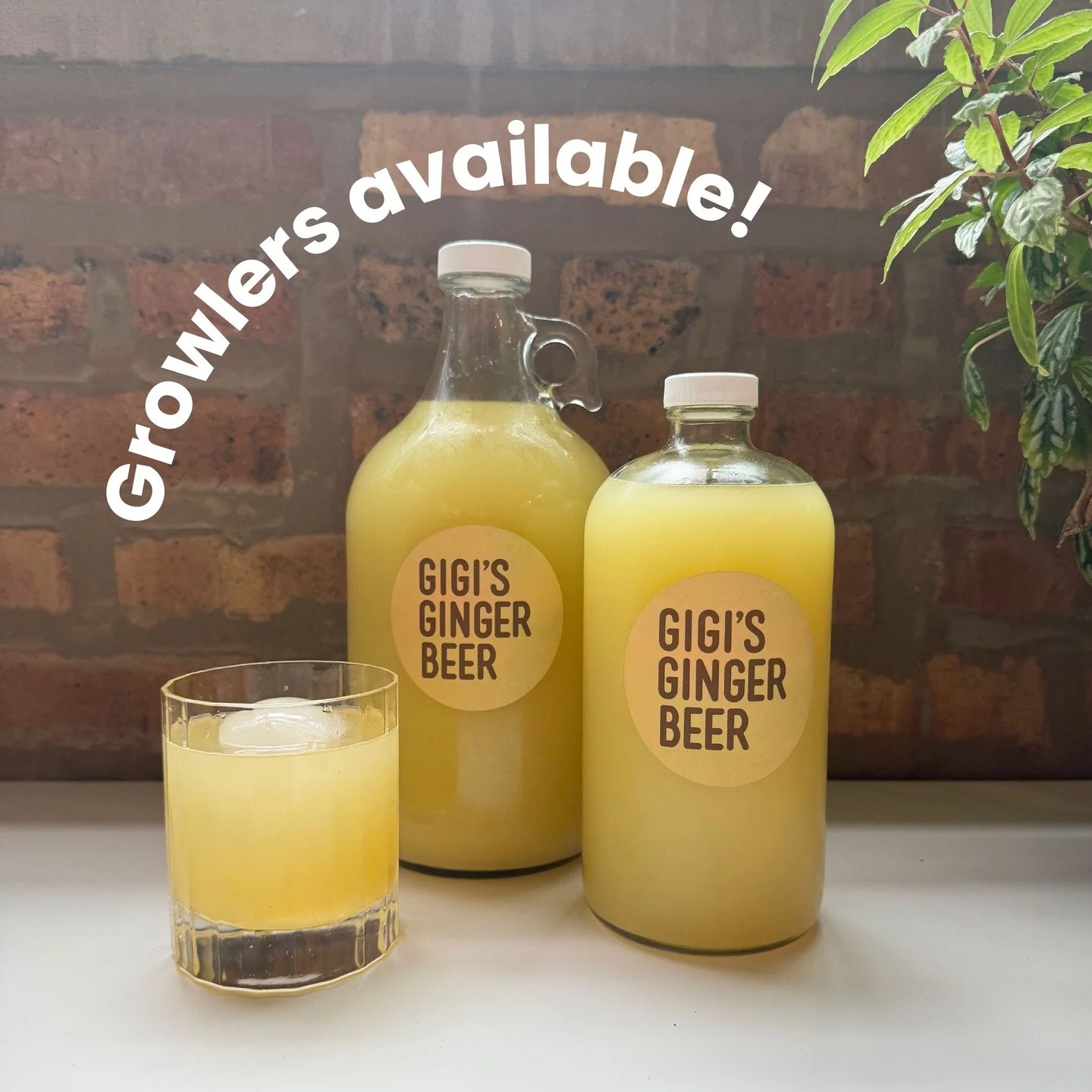 Growlers are back this Friday 🍻
Gigi&rsquo;s Ginger Beer will be available for pickup in Wicker Park, and both flavors are ready to roll:
✨ Original &mdash; bold, bright, and perfectly spicy
🍵 Matcha &mdash; smooth, earthy, and a little unexpected
