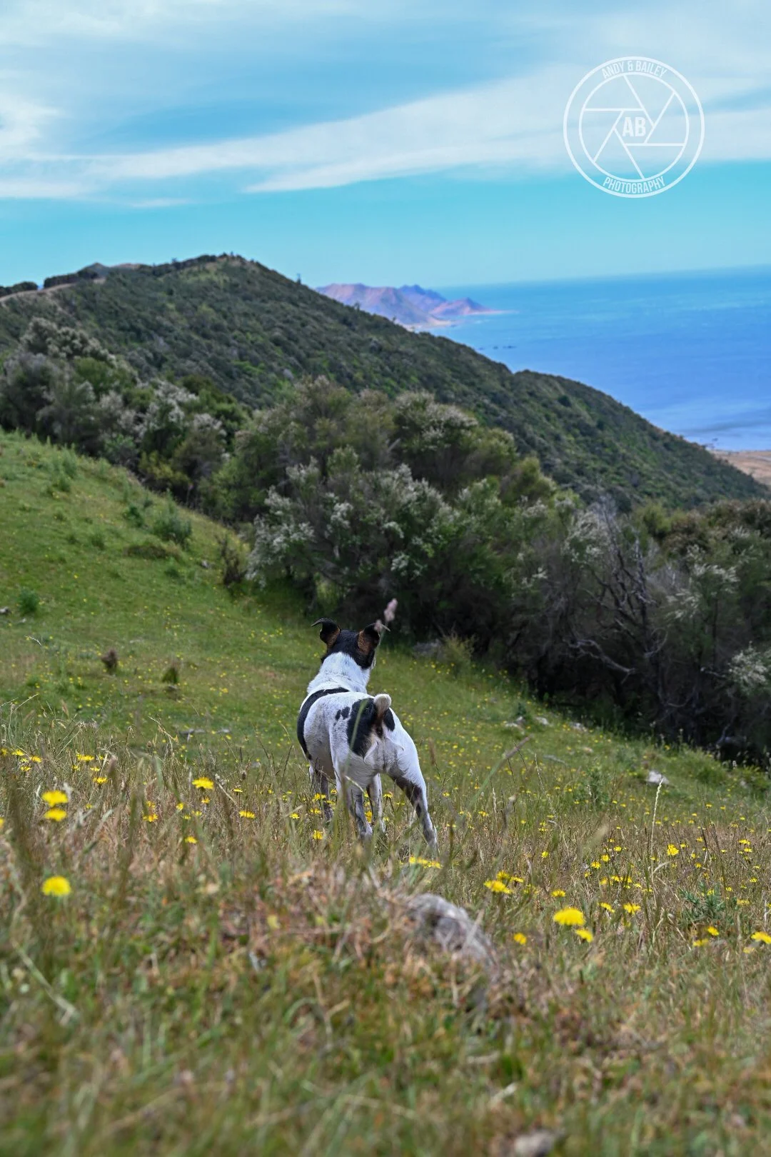 Farm dog enjoying the walk at The Last Resort trail, Tora, Wairarapa.