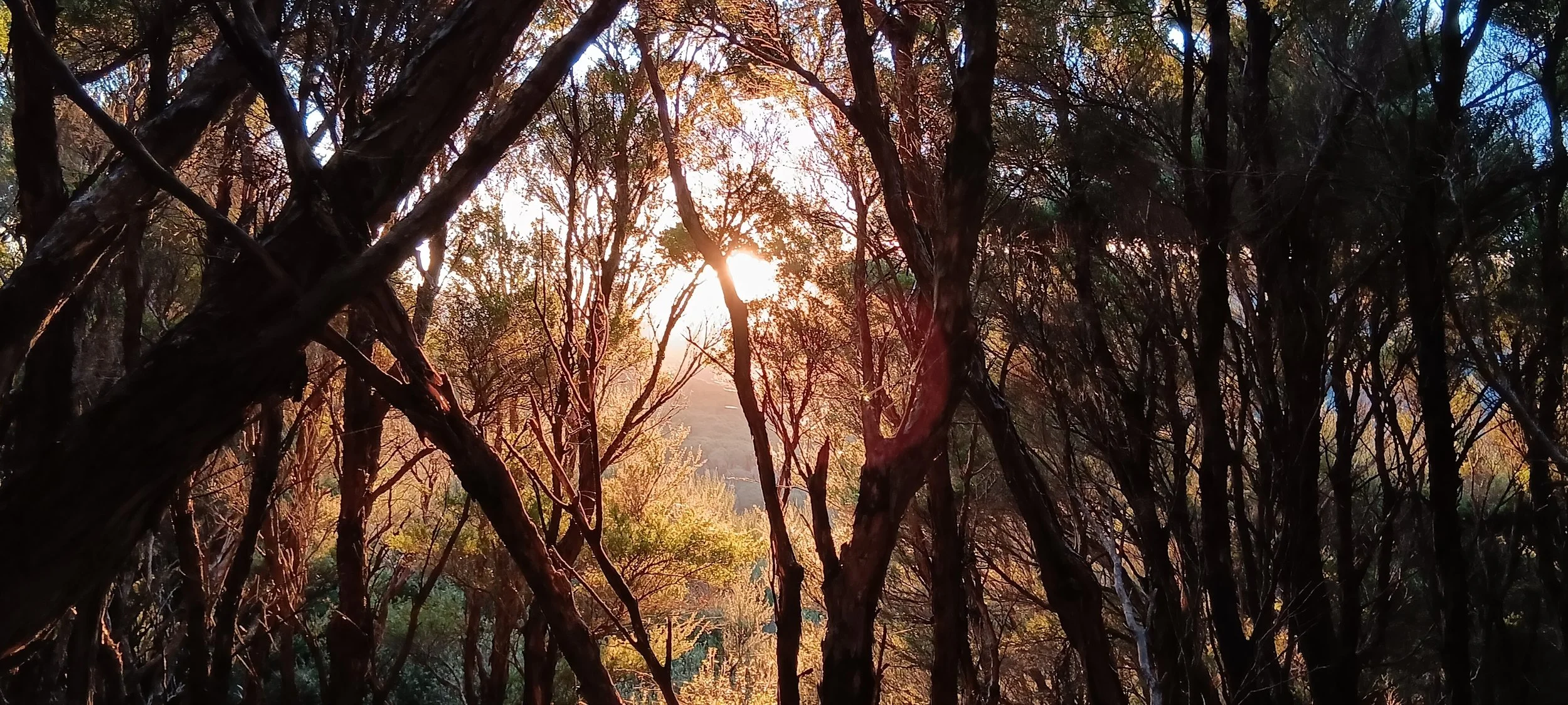 Sunlight filters through tall, dense trees in a forest at sunset.