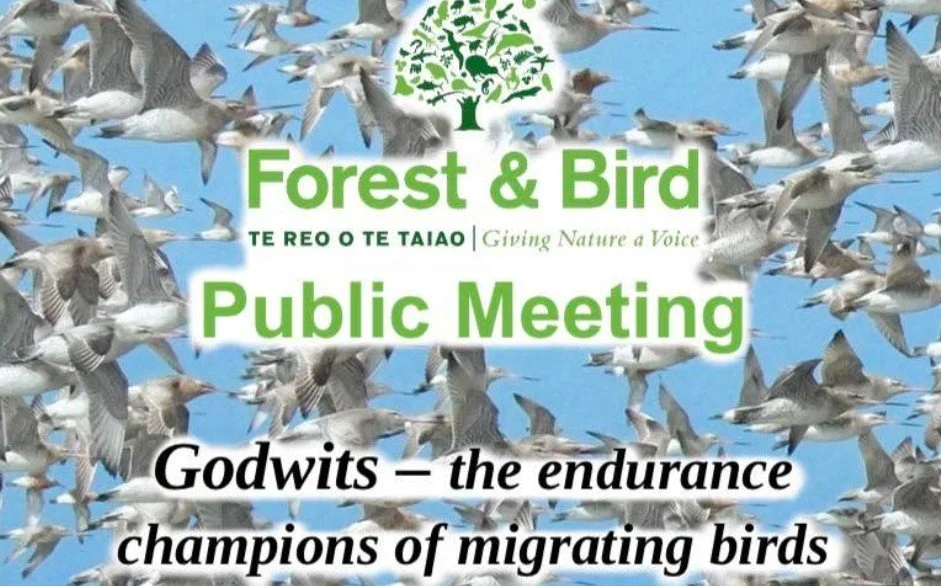 Forest & Bird meeting with talk about Godwits