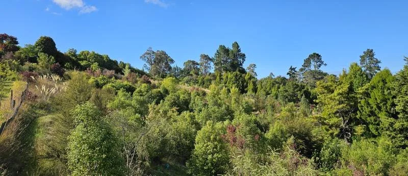 A view of a regenerating forest with a range of trees from saplings to mature specimens