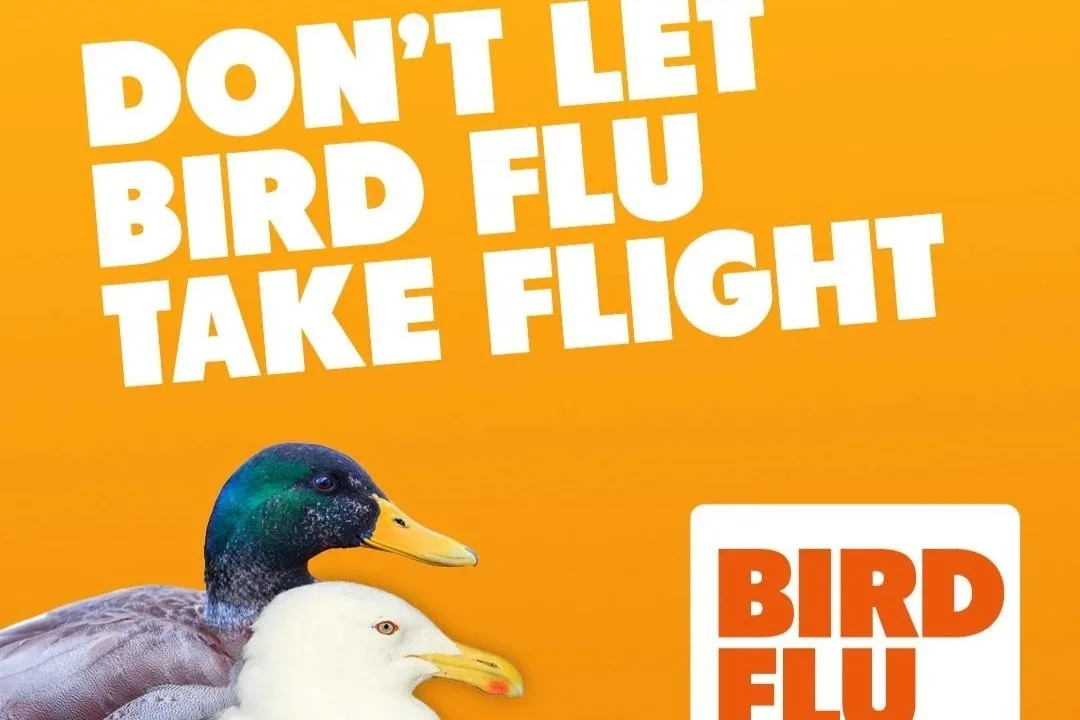 Don't Let Bird Flu Take Flight - MPI
