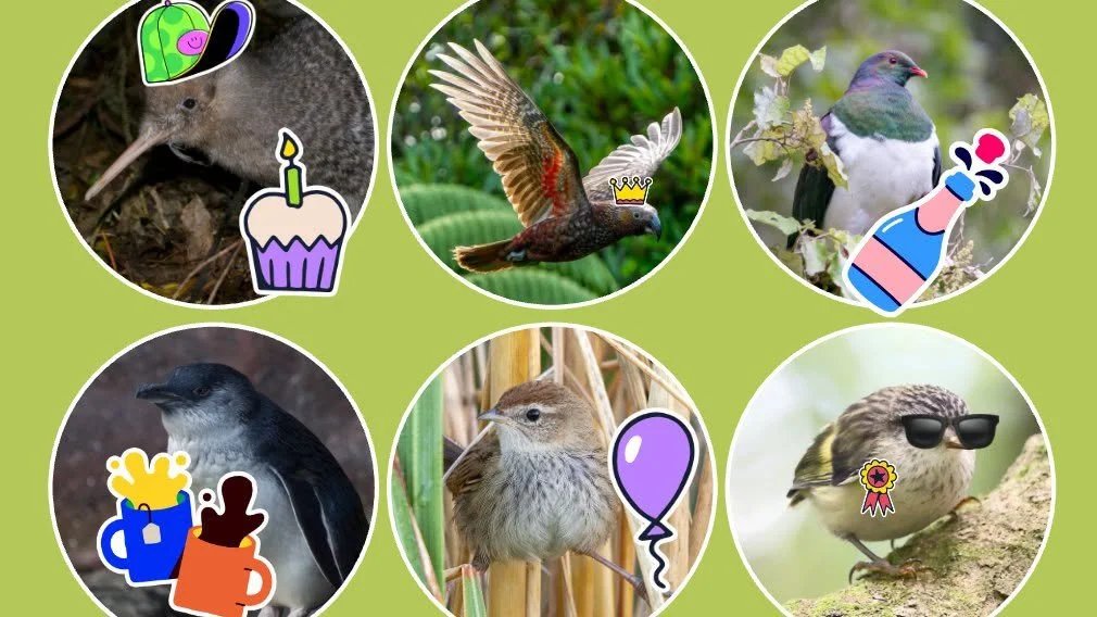 Porirua Predator Free Celebration & Strategy Update
