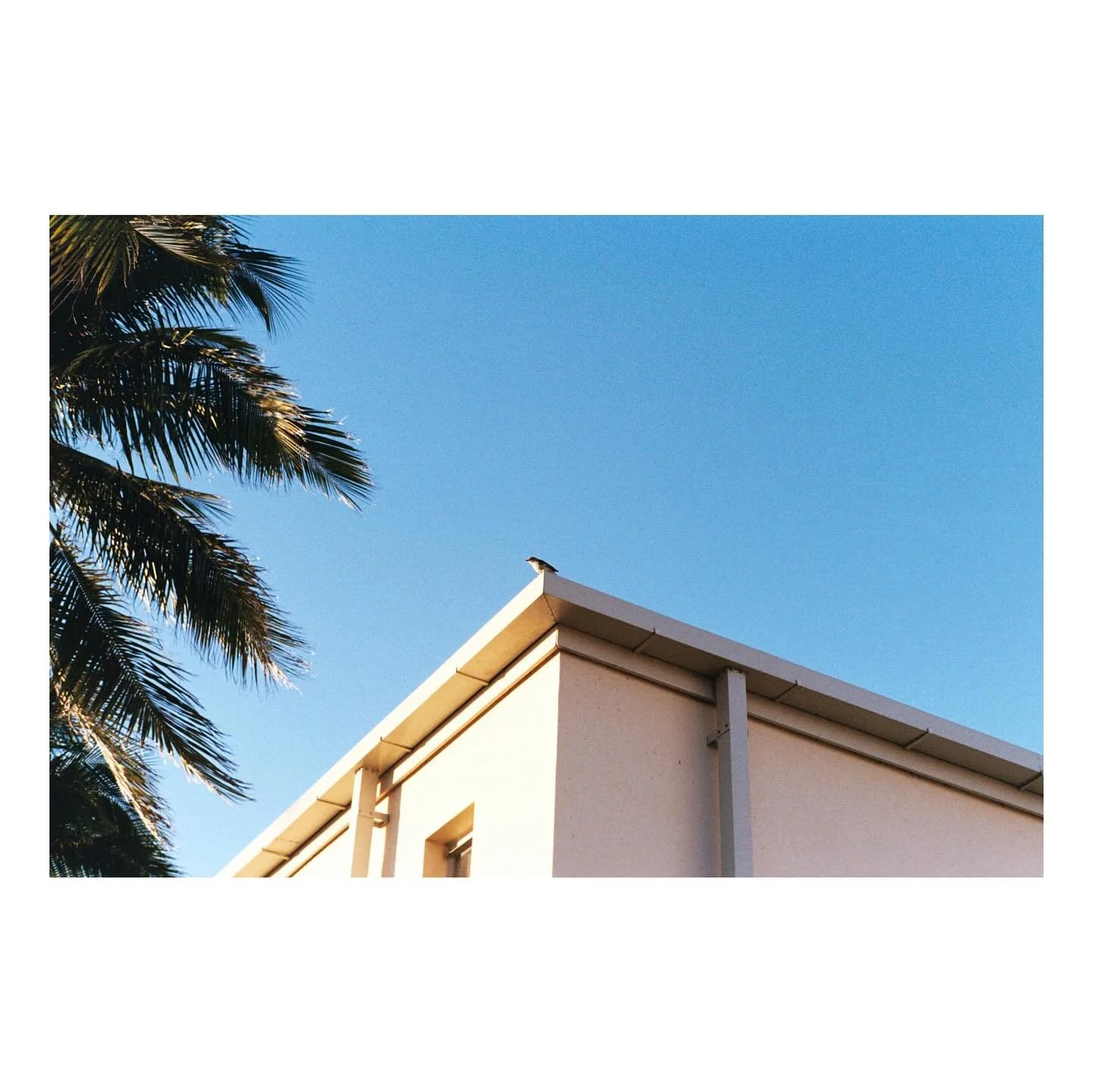 downtown fort myers on fuji400 

reminder that you can drop off / mail in film!
drop off with @stellarrecords.fl sunday - tuesday 12pm - 5pm and wednesday - saturday 11am to 6pm 💌💌💌

#fujifilm #fujifilm400 #f400 #filmlab #swflfilmlab #fortmyers #d