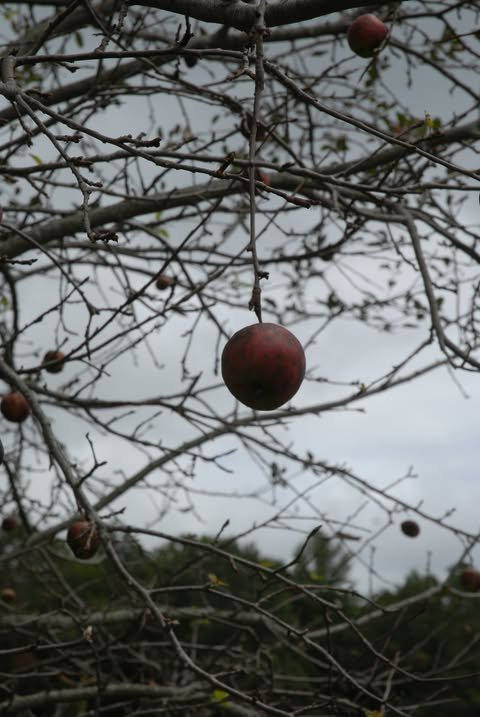 Heritage Orchard & Vine Pruning Workshop