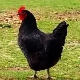 Making Chicken-N-Dumplings