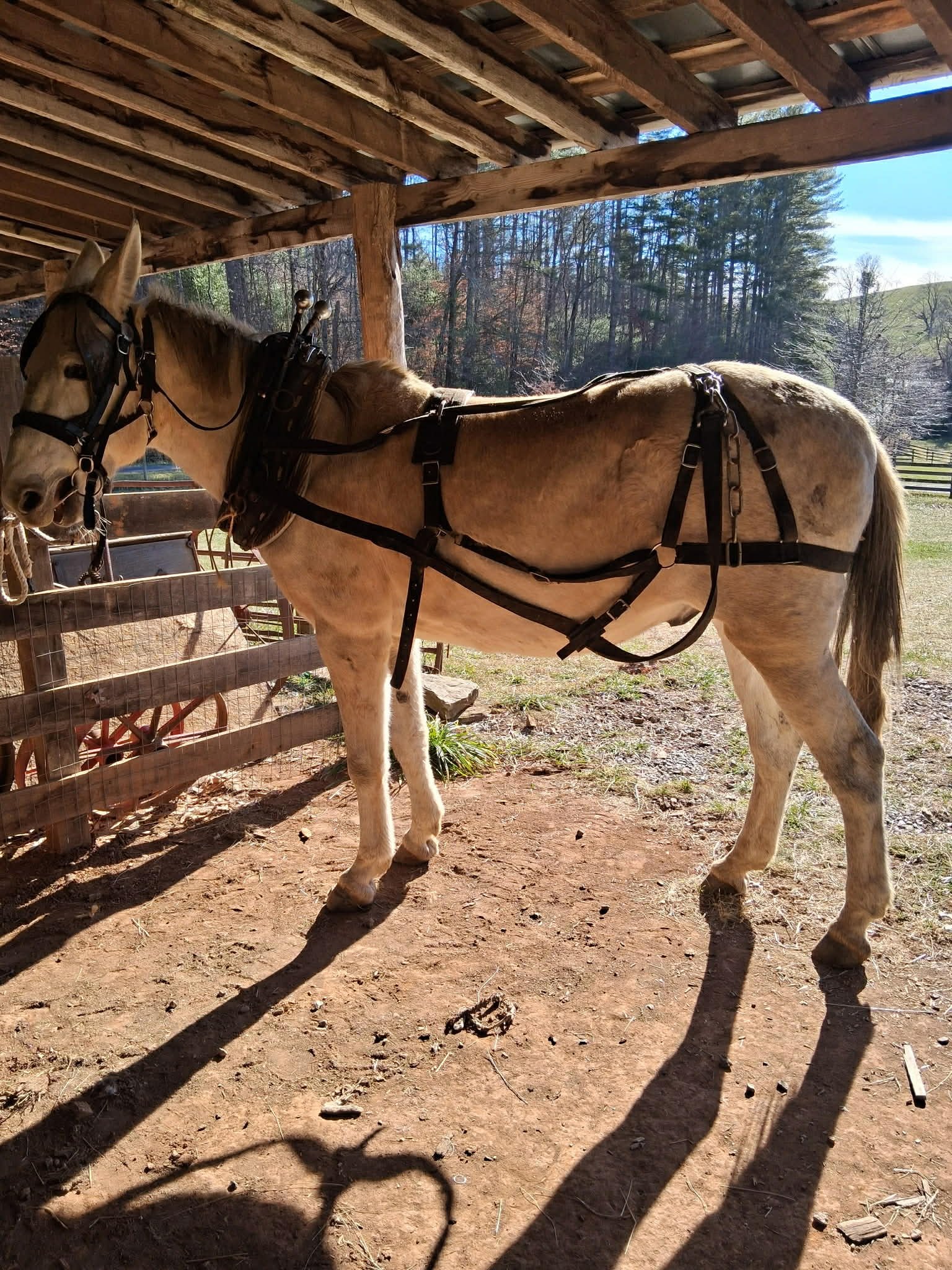 Workshop: Mule Harnessing, Hitching, and Working