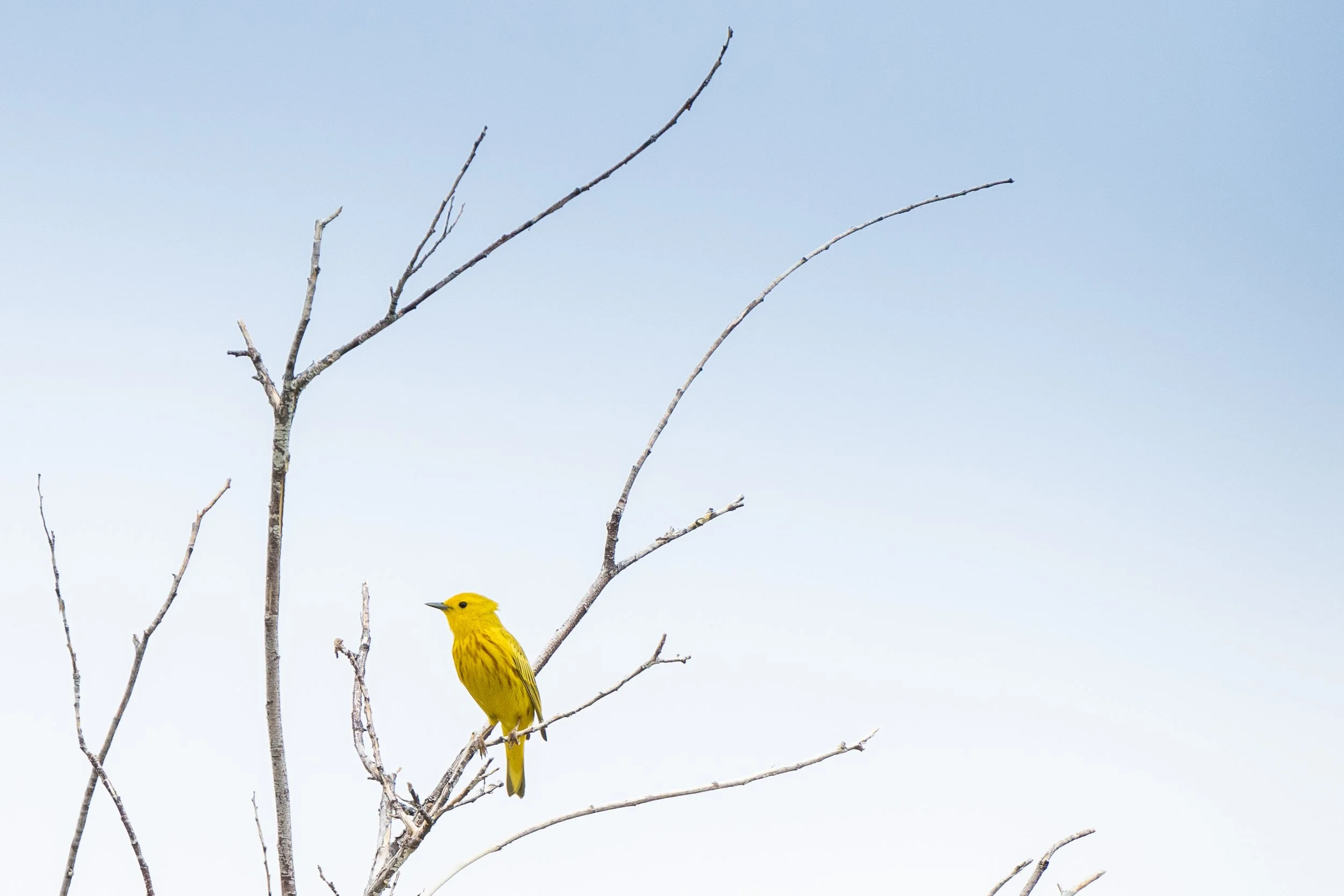 yellow warbler.jpg