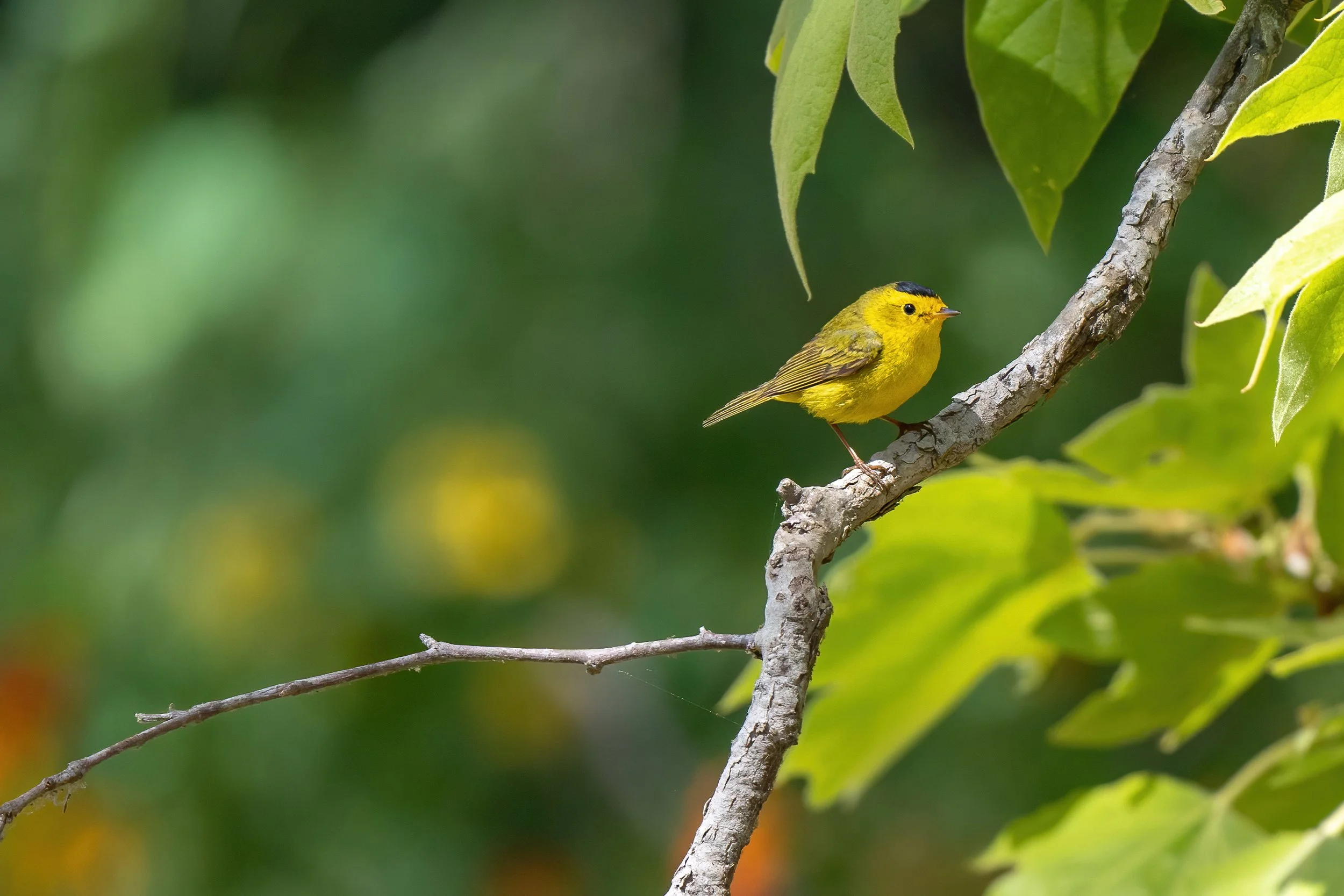 Wilson's Warbler 1.JPG