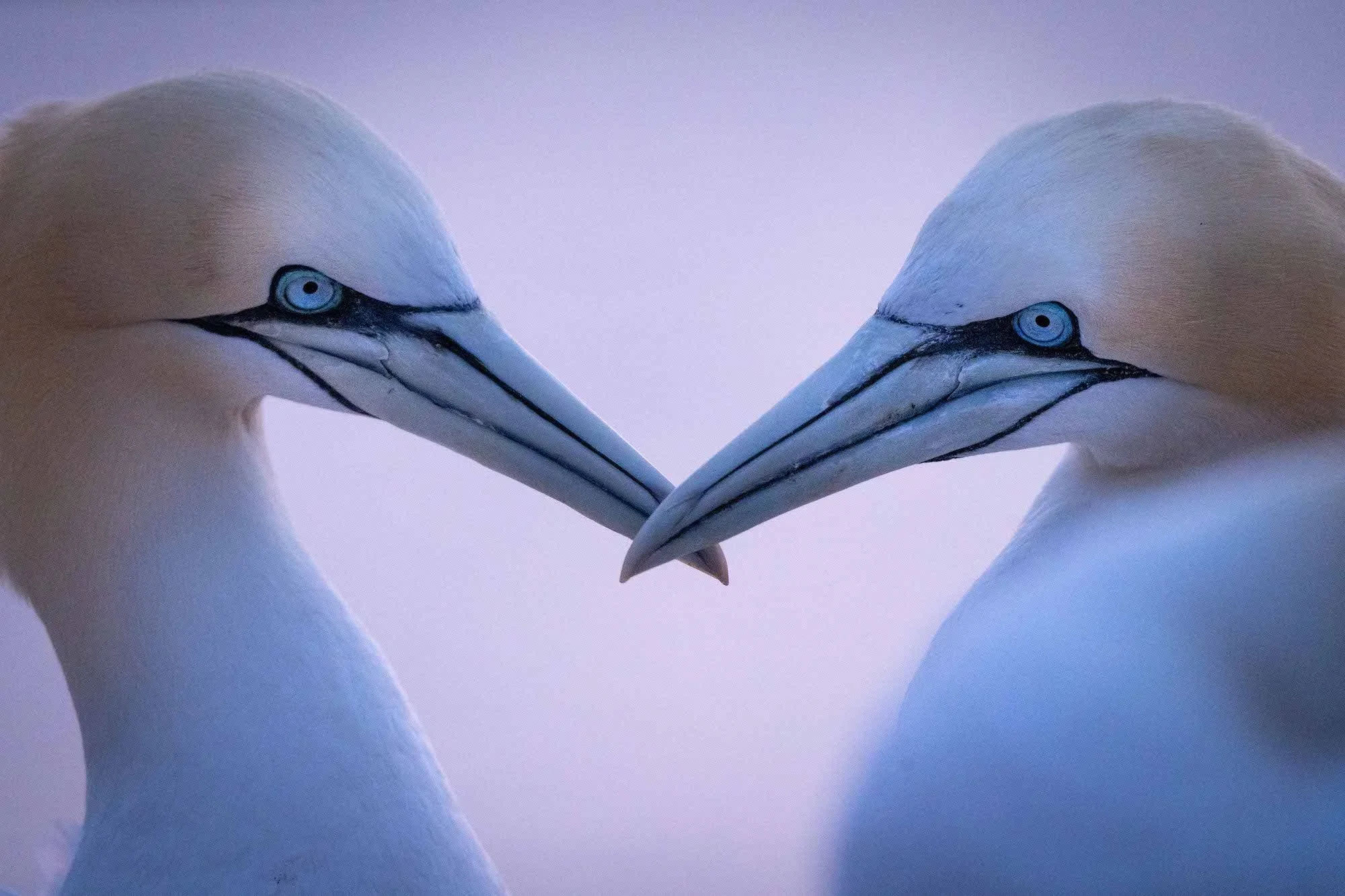 Northern+Gannet+Sunset-10.webp