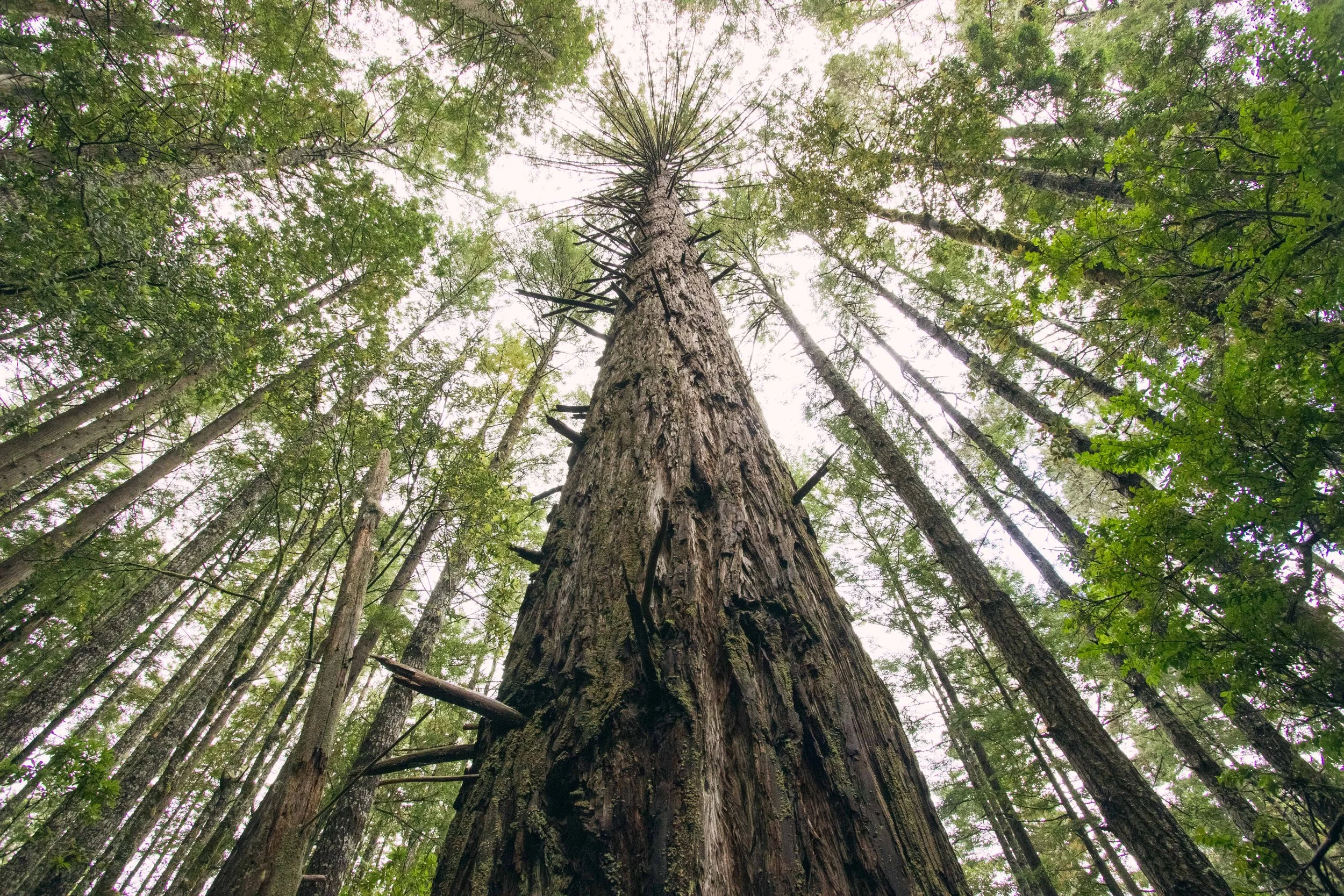 Tree.jpg